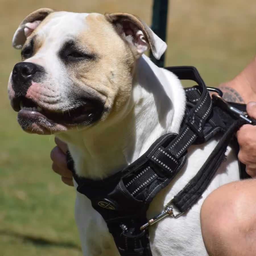 A Staffordshire terrier