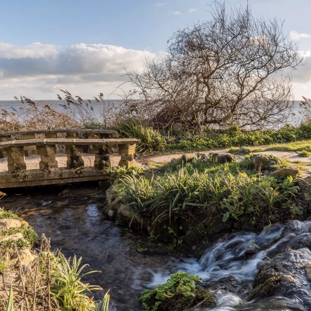 A stream with a small stone bridge