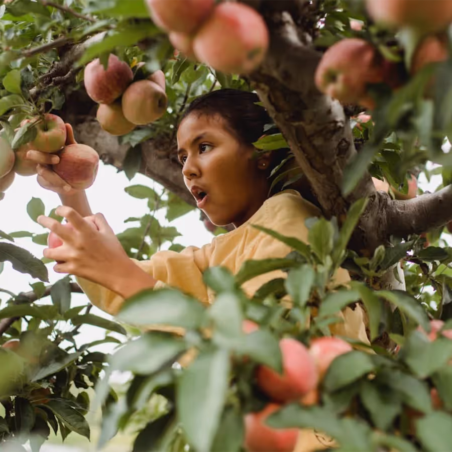 A child picking apples in a tree