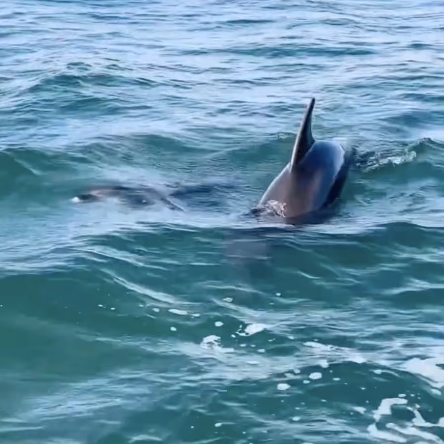 A dolphin in the sea