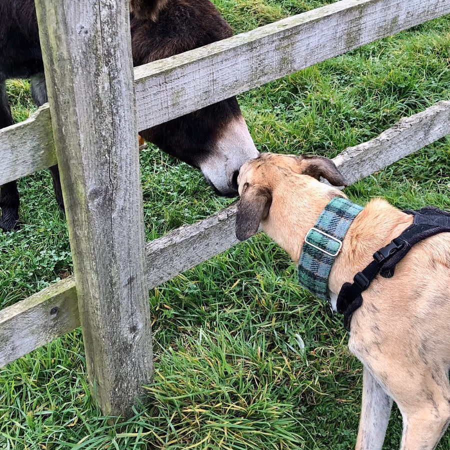A dog sniffing a donkey through a wooden gate