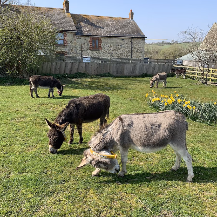 Donkeys in a paddock in front of a stone building