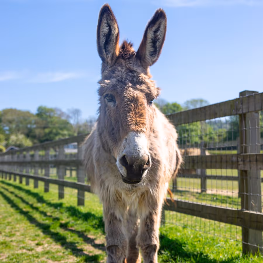 A white donkey with a brown nose