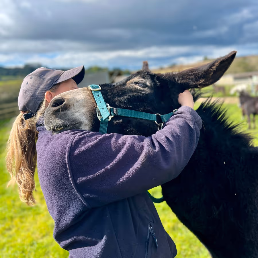 A woman hugging a brown donkey in a paddock