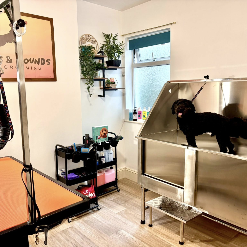 A dog being groomed in a salon.
