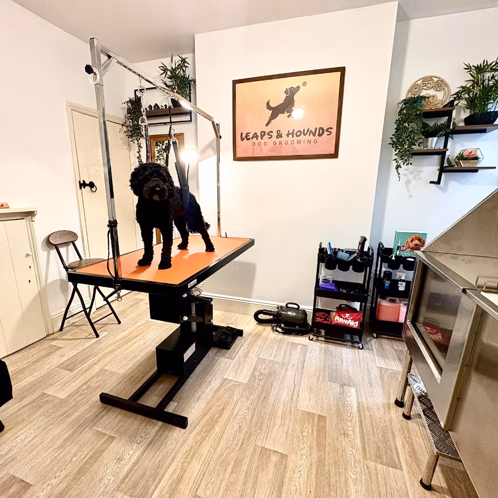 A dog on a table waiting to be groomed.