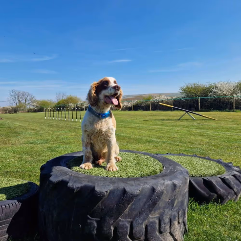 A dog sitting upon a large tractor tyre.