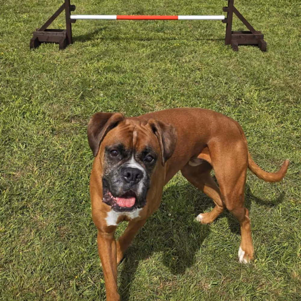 A dog which has just finished an obstacle course.