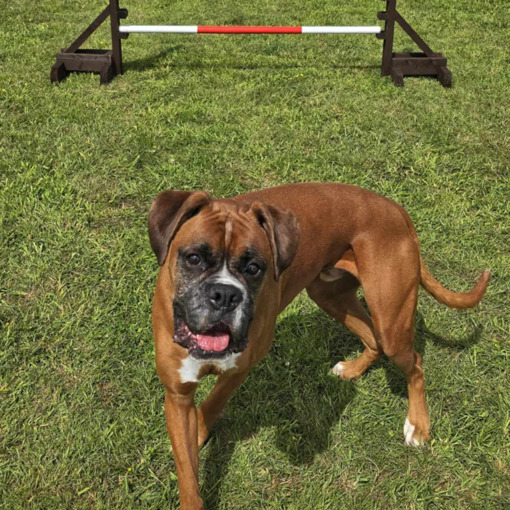 A dog which has just finished an obstacle course.