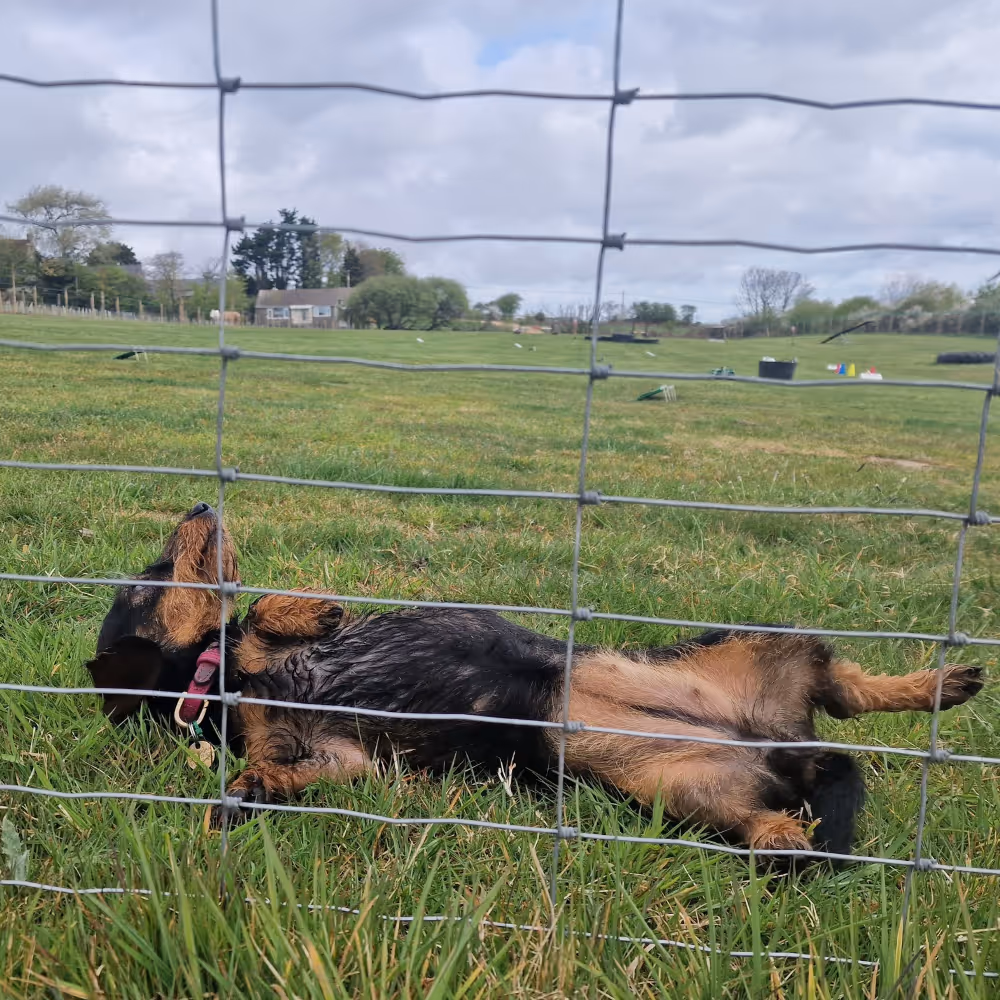 A dog rolling in the grass.