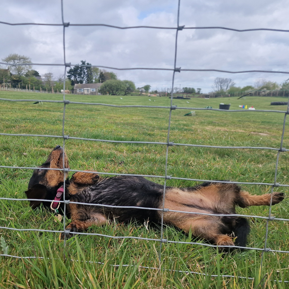 A dog rolling in the grass.