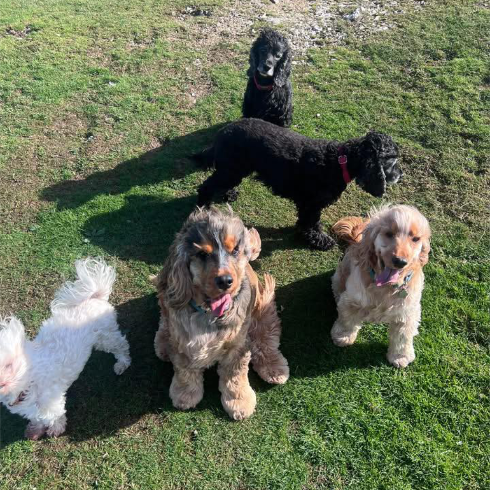 A group of 5 small dogs sitting on grass