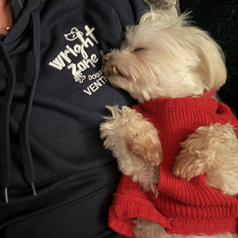 A sleeping dog wearing a red jumper