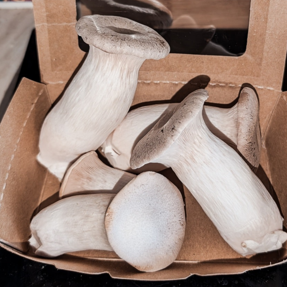 Freshly harvested King Oyster mushrooms