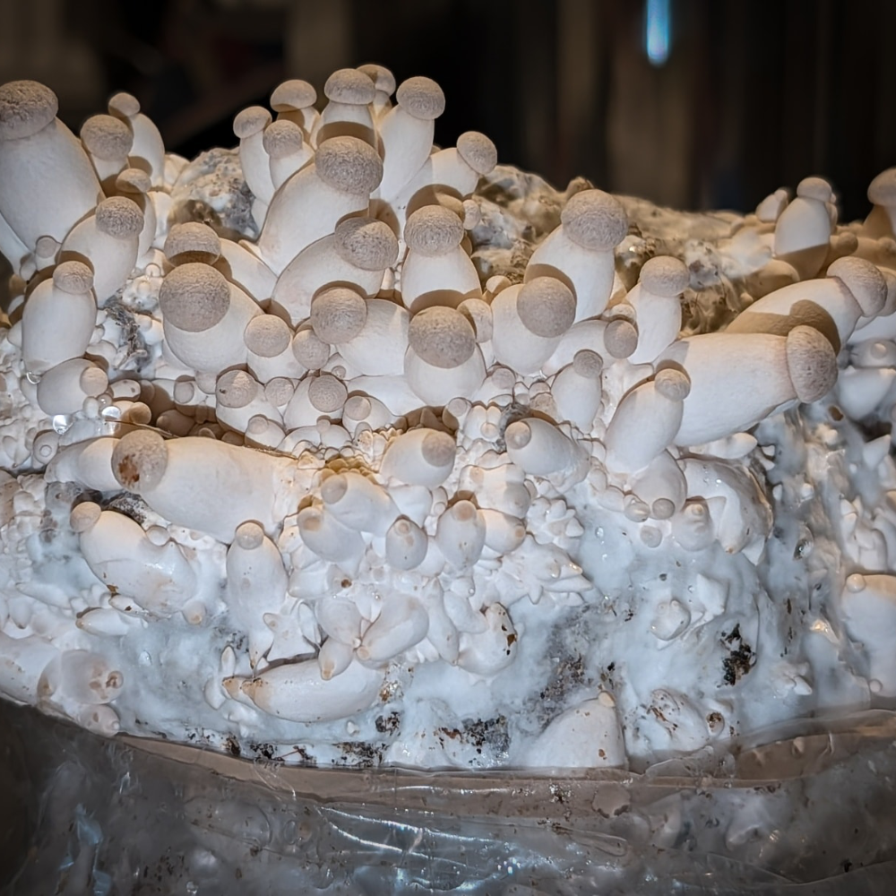 Lions Mane mushrooms being grown