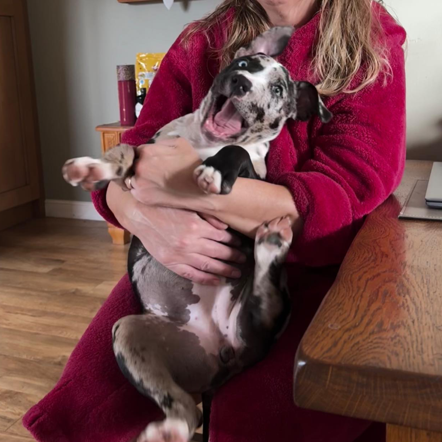 A lady in a red top cuddling an excited black and white dog.