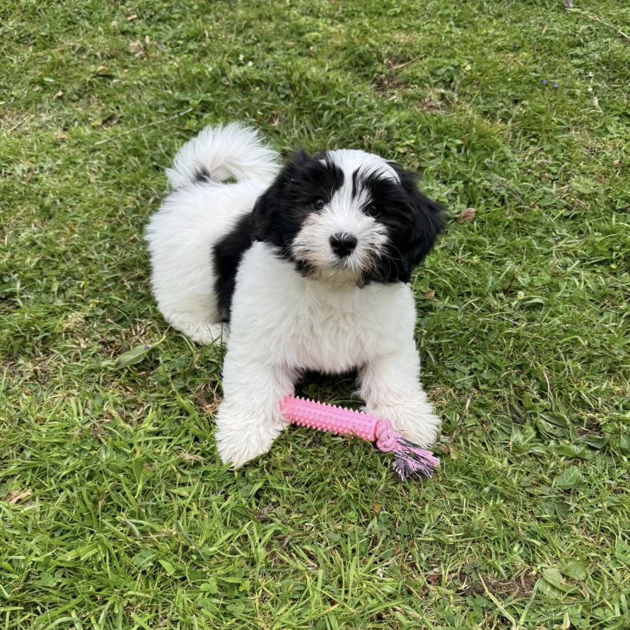 A fluffy black and white dog stood on grass.