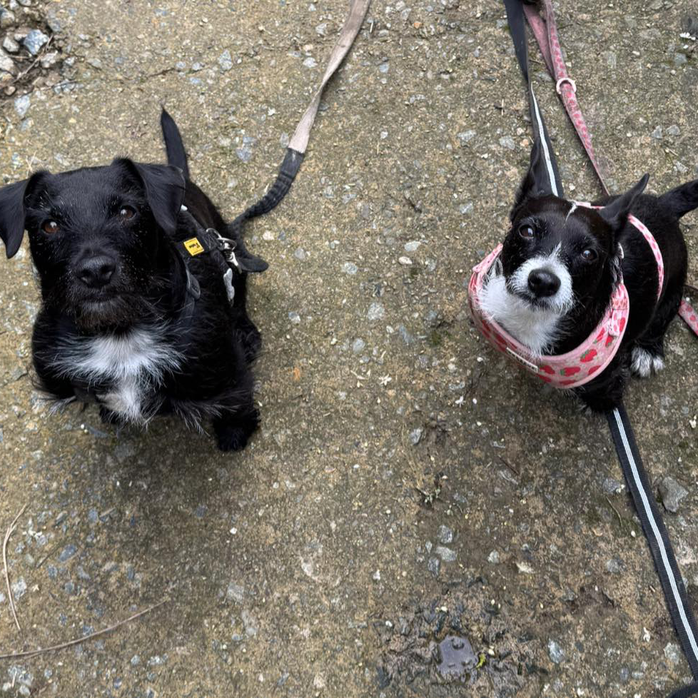 Two black and white dogs on leads.
