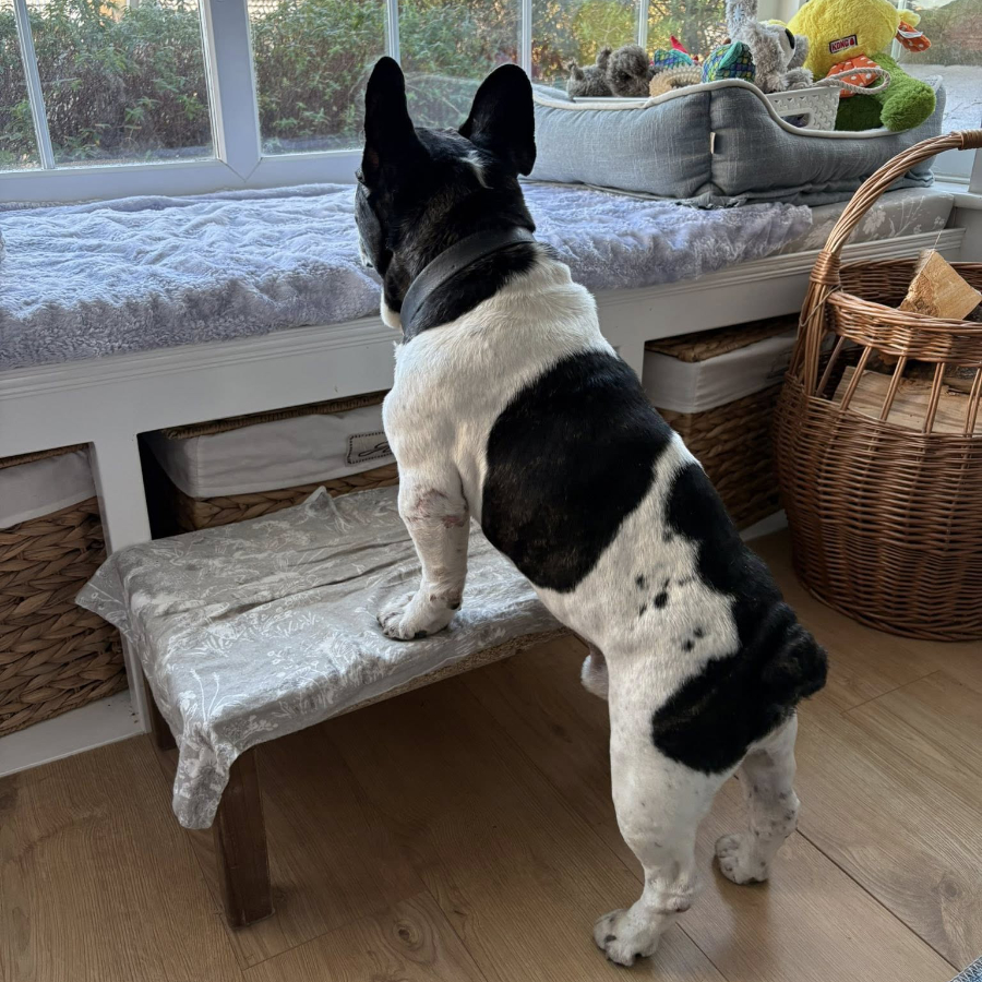 A black and white dog looking out a window.