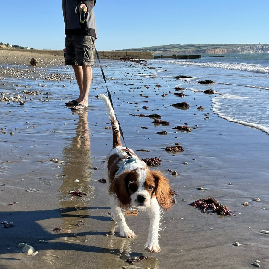 A man walking a dog on a beach.