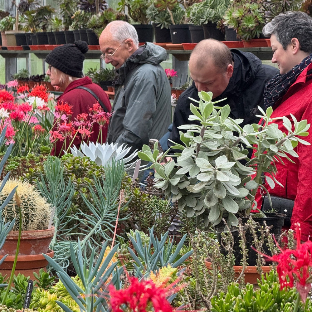 People looking at plants in a nursery