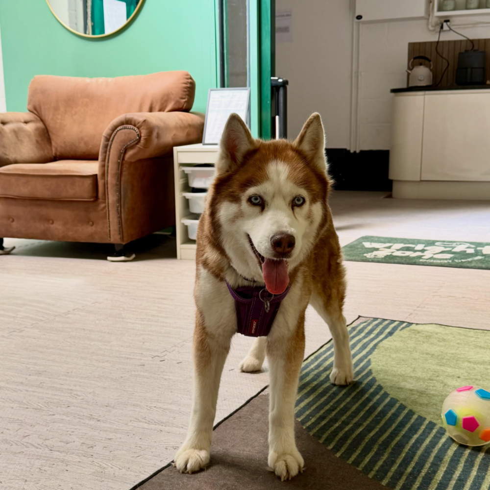 A husky dog at a doggie daycare centre