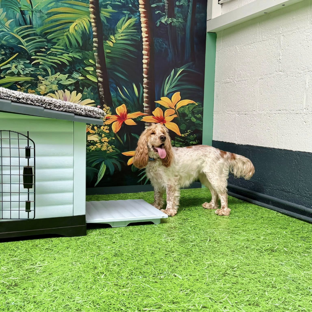 A dog investigating a white and green kennel