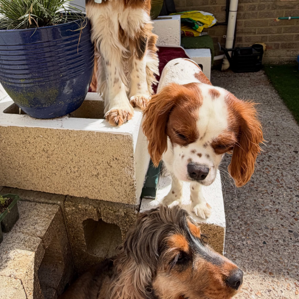 Three cocker spaniel dogs