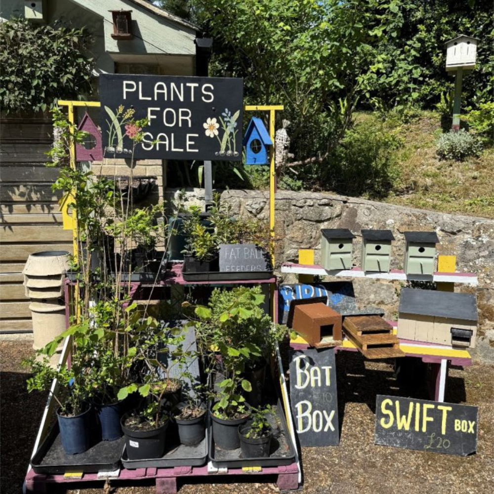 Plants for sale in a garden.
