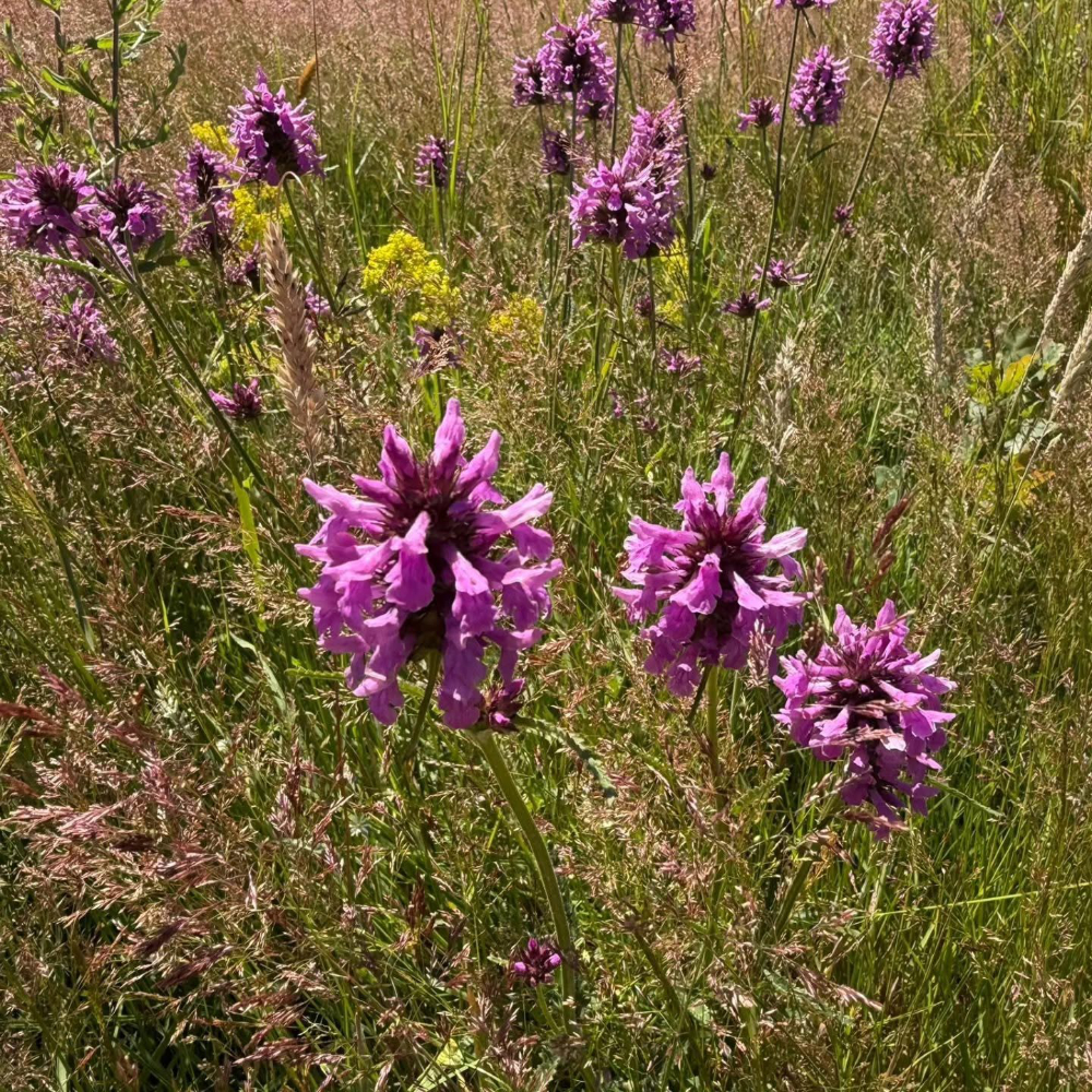 Piramid orchids in grass.