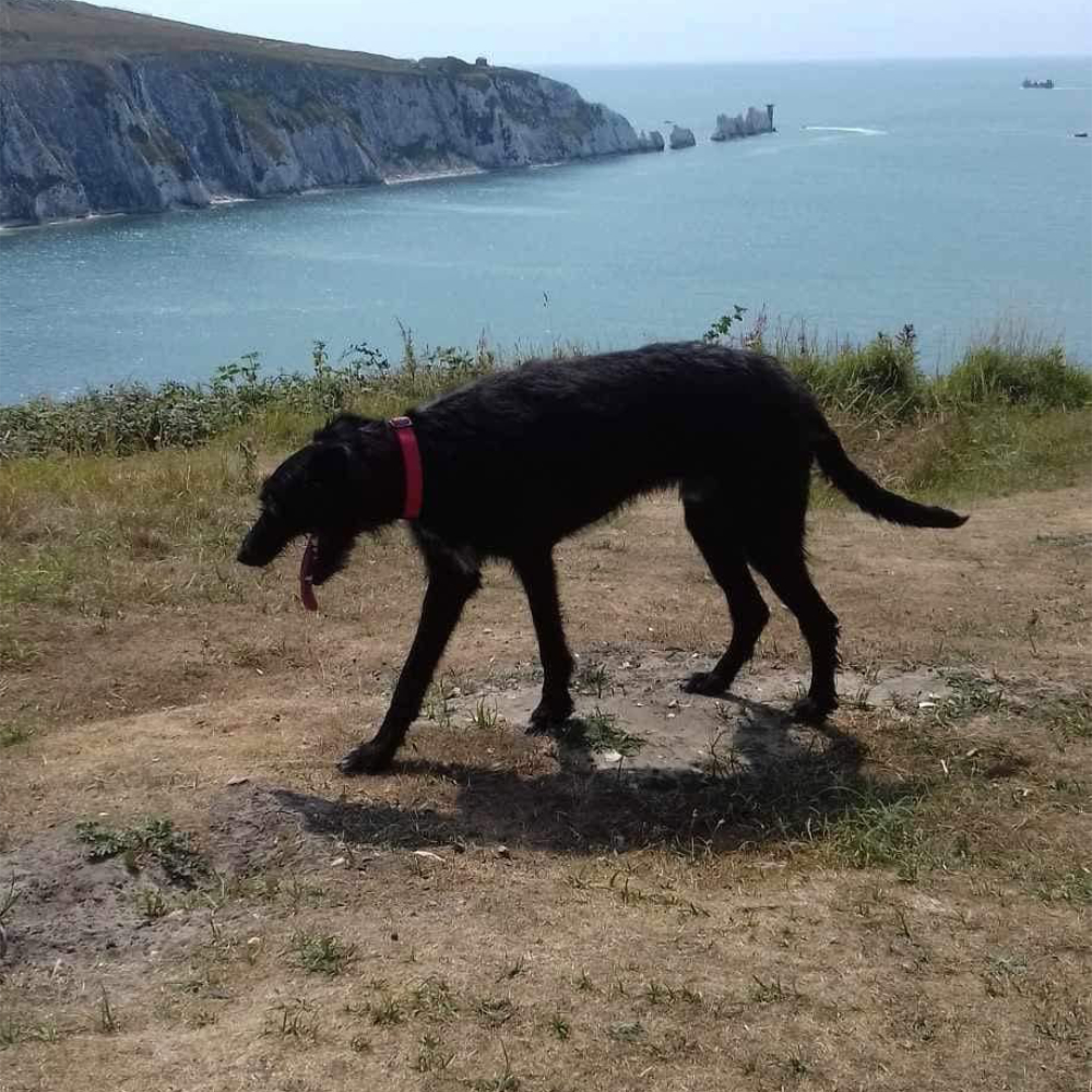 A black dog walking on the coastline.