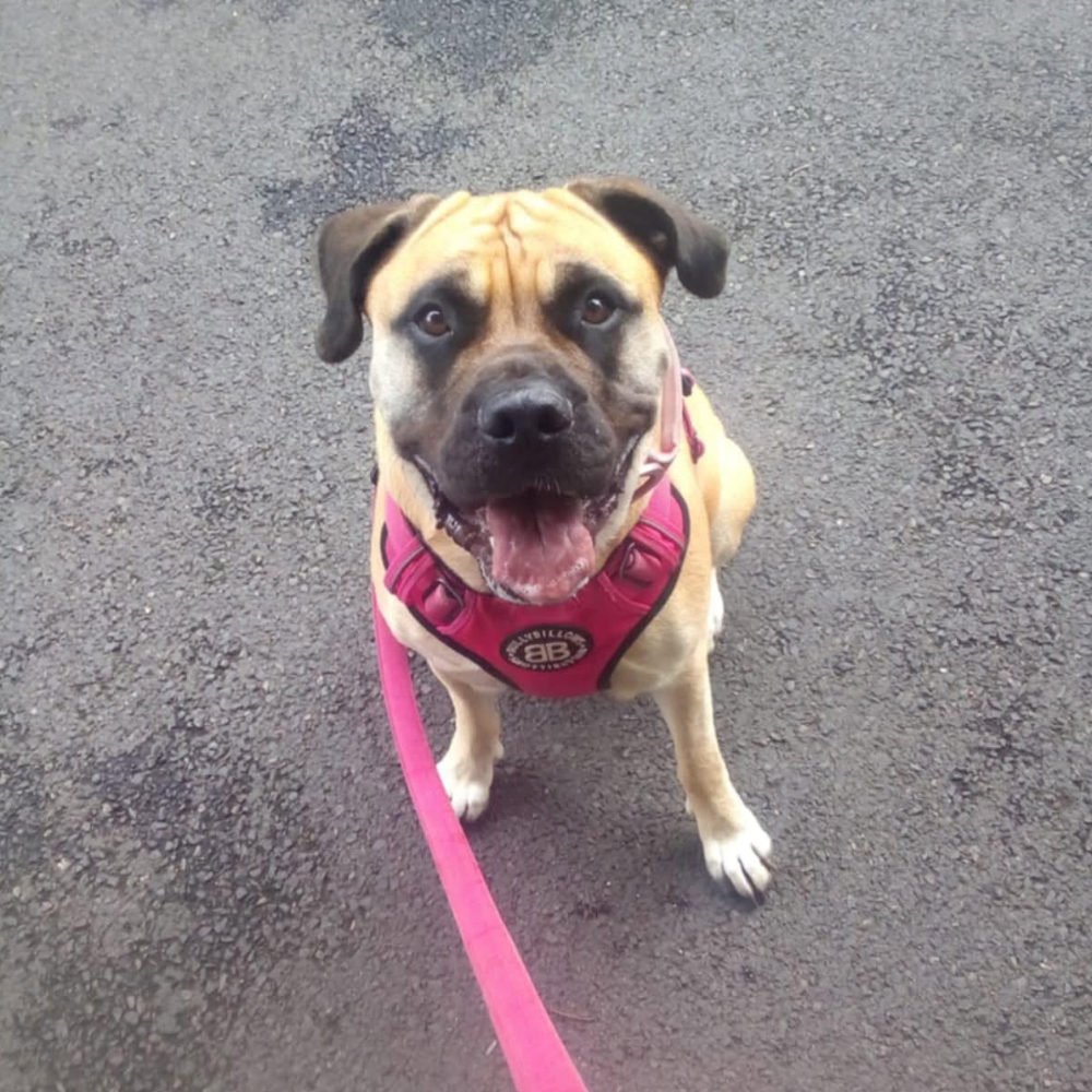 A dog with a pink harness.
