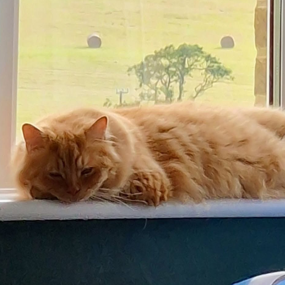 A ginger cat sleeping on a windowsill.