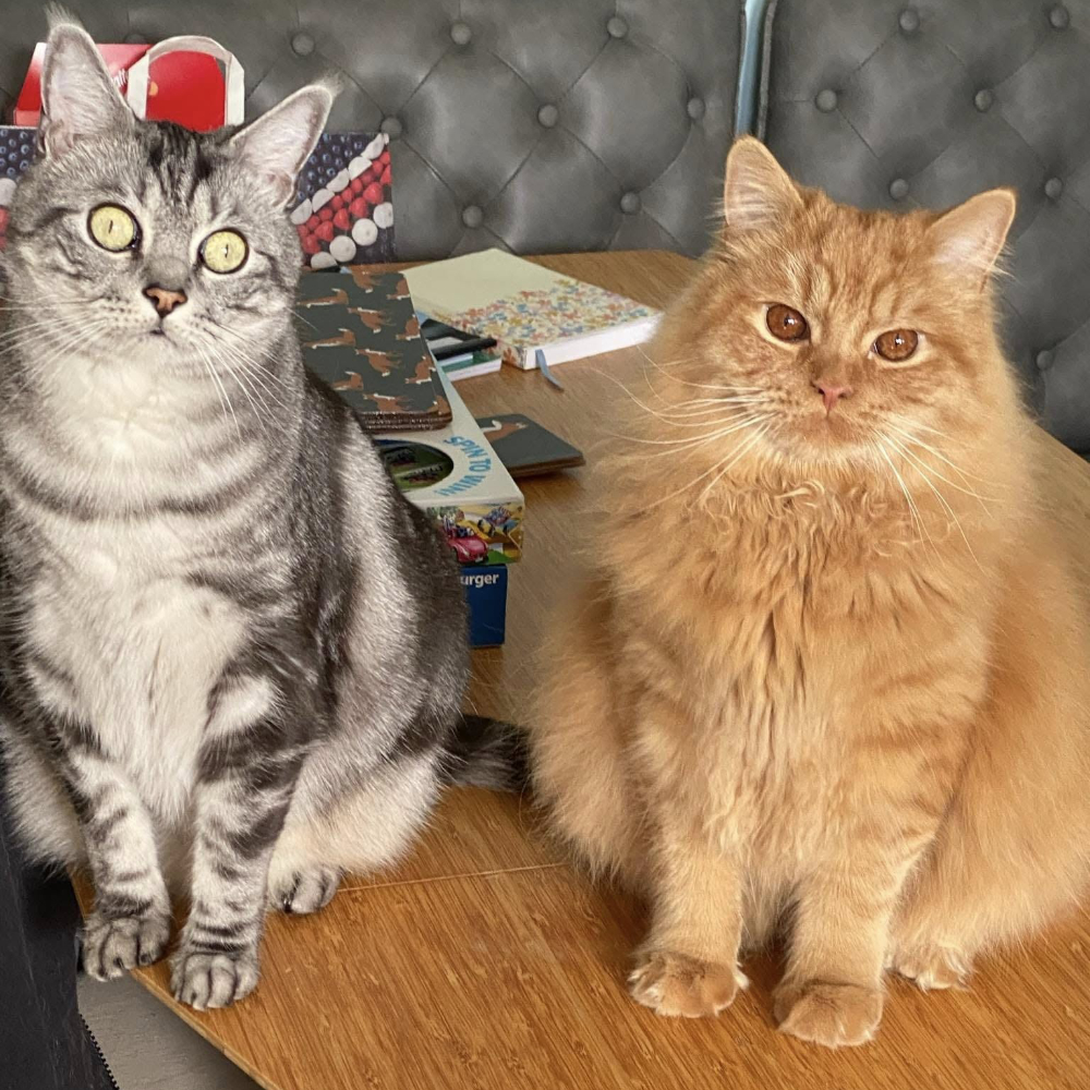 A grey tabby and a ginger cat.