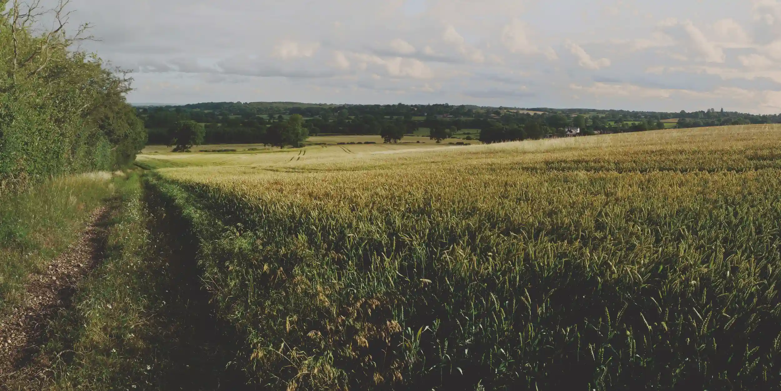 Chemin de terre bordé d'arbustes à gauche et champs de céréales dorés sous un ciel nuageux.