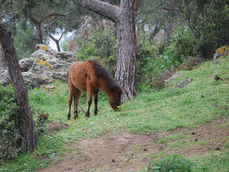 Adalar island Istanbul