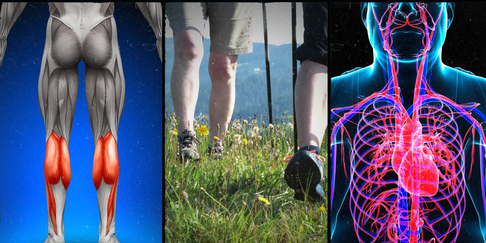 calves, heart, feet, waking, gras, two people, veins, circulation