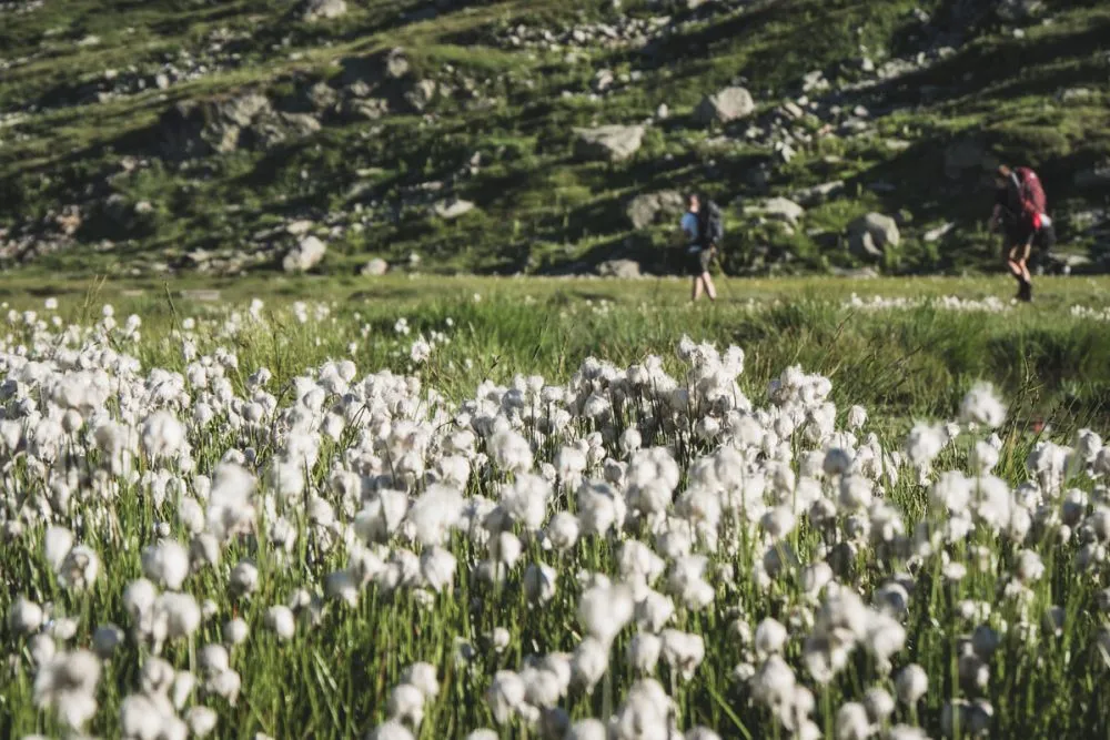 La randonnée du Tour des glaciers de la Vanoise traverse le parc naturel de la Vanoise