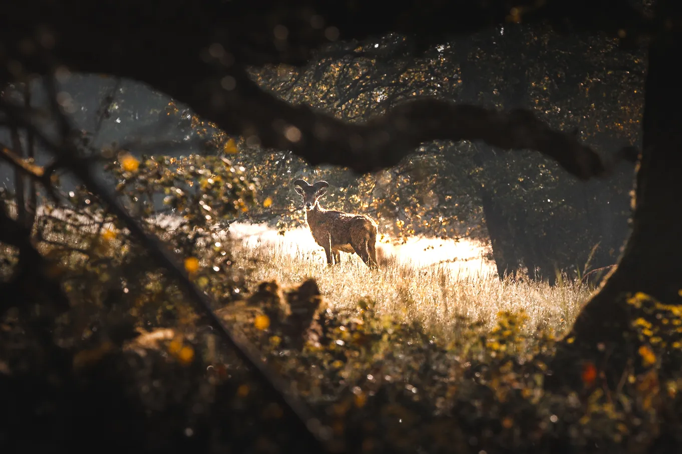 Un mouflon croisé lors de notre randonnée dans les gorges de l'Auvézère.