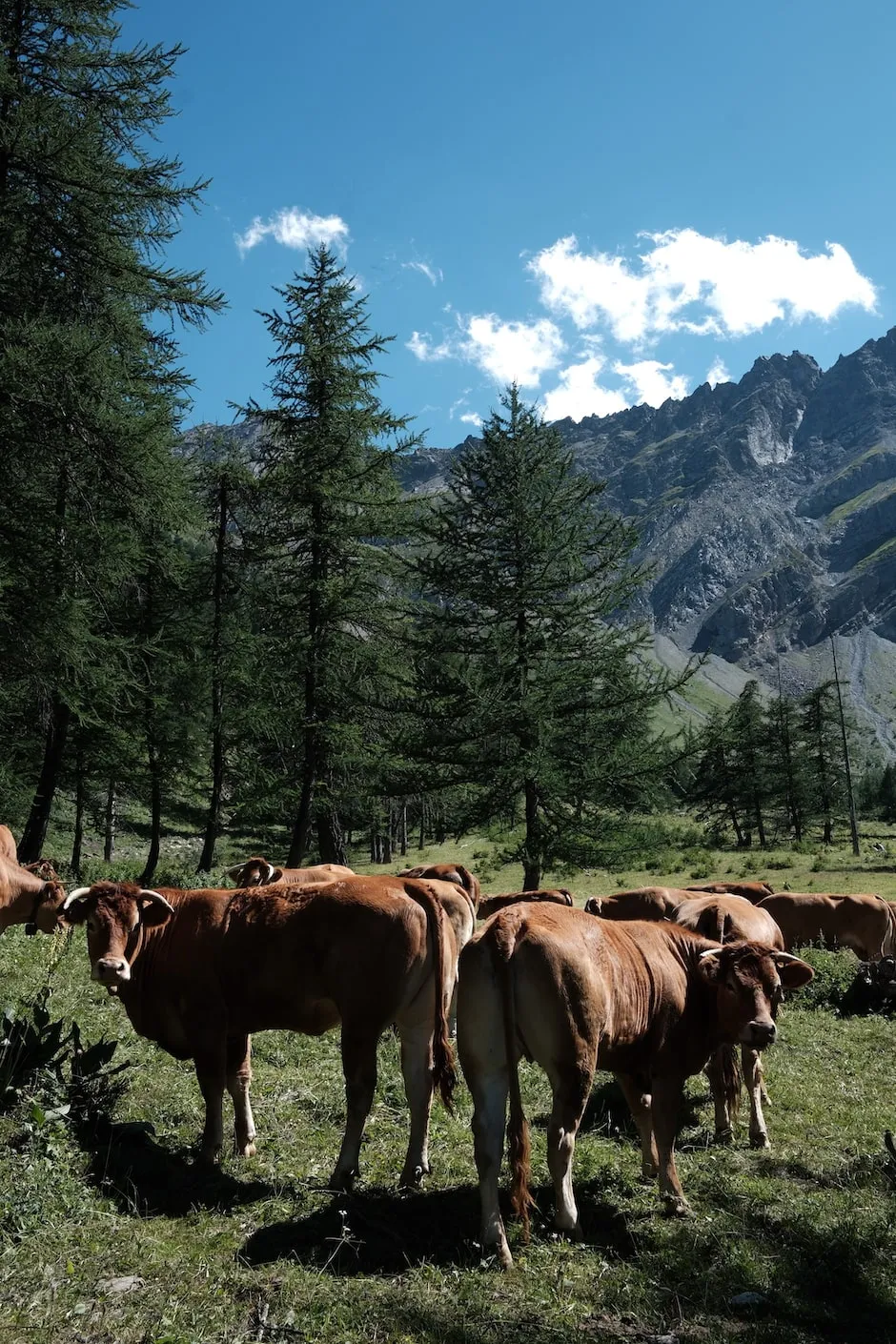 Un troupeau de vaches dans les Ecrins