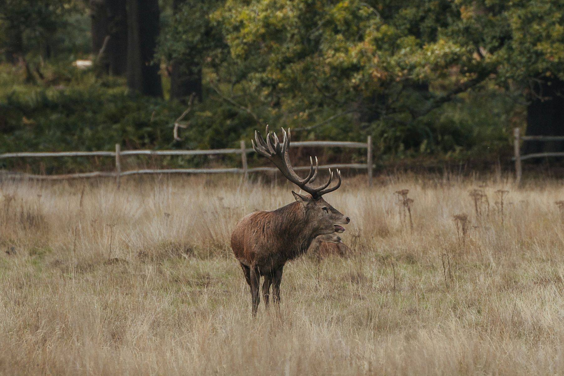 Randonnée et brame du cerf : tout ce qu’il faut savoir