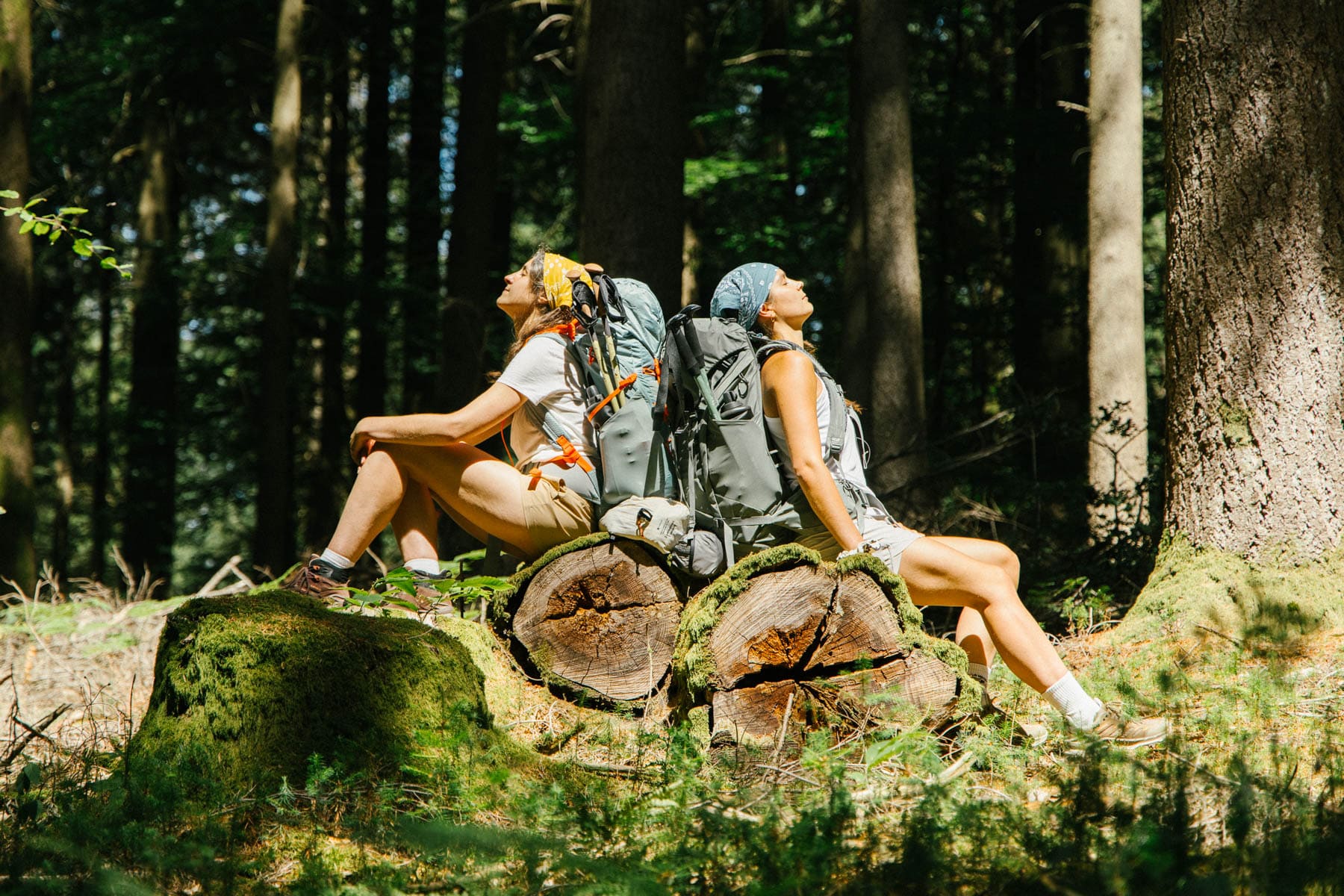 Le guide complet pour randonner en forêt en France