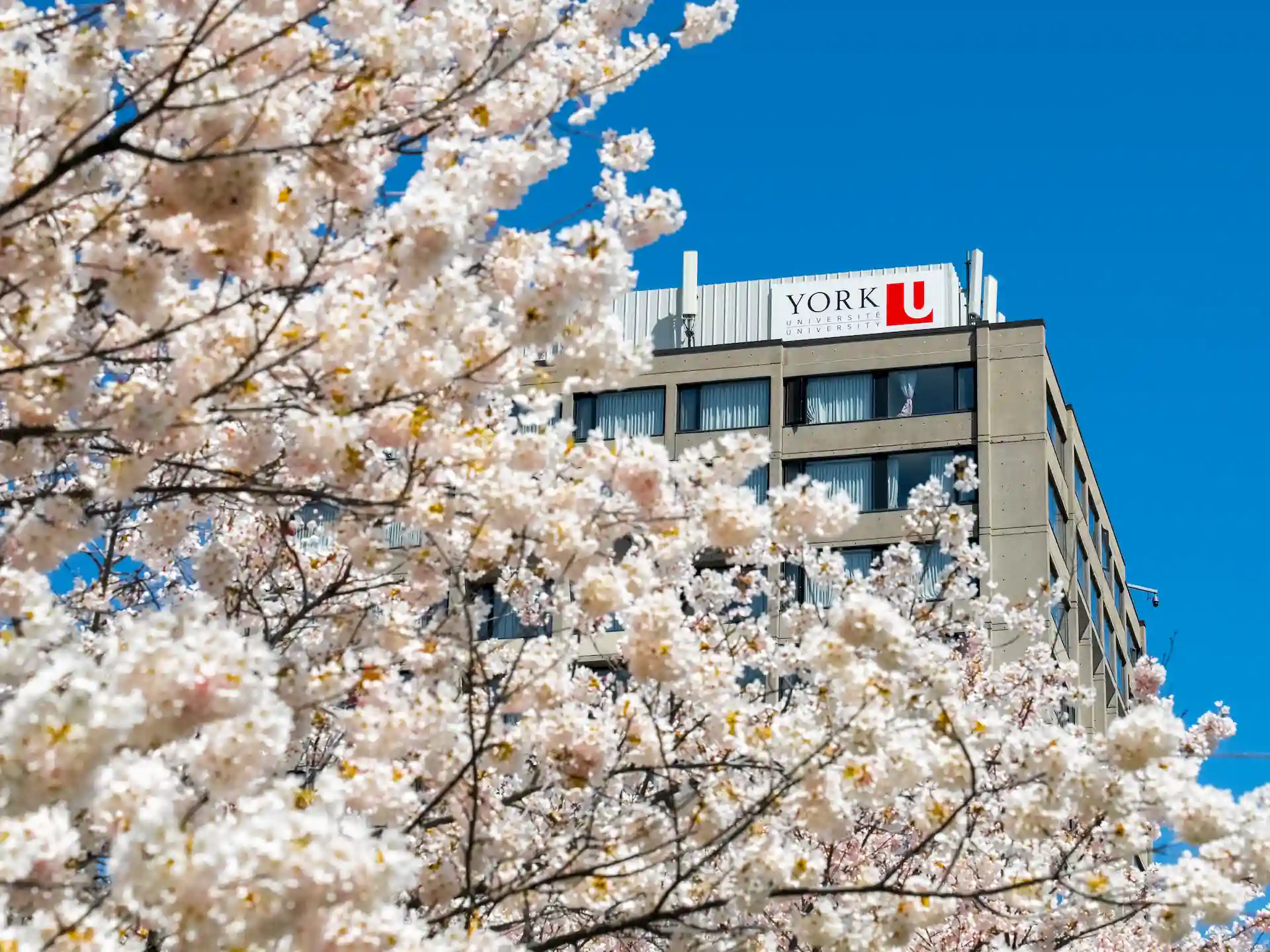 York University