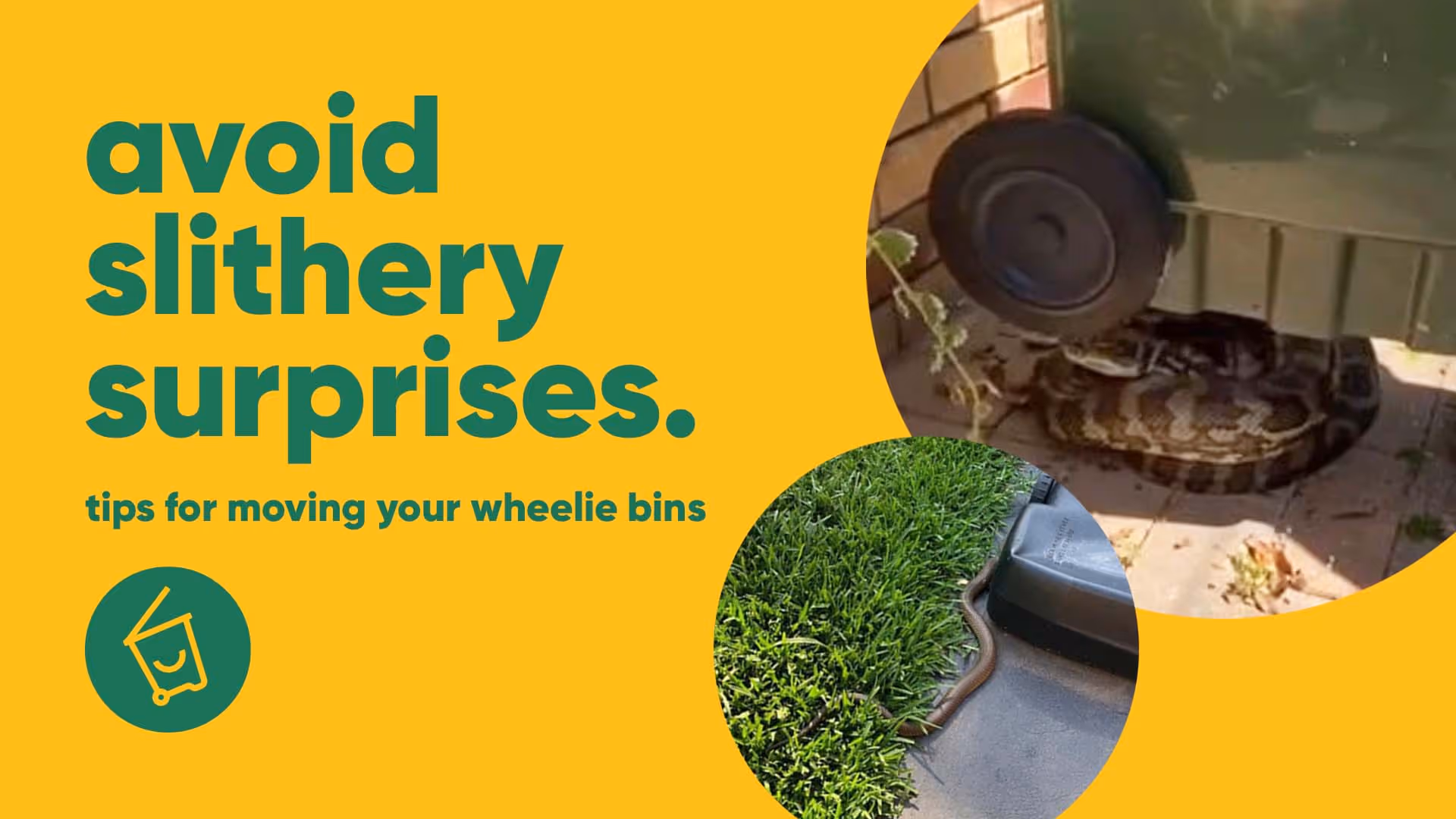 no scraps, no snakes, no screams!