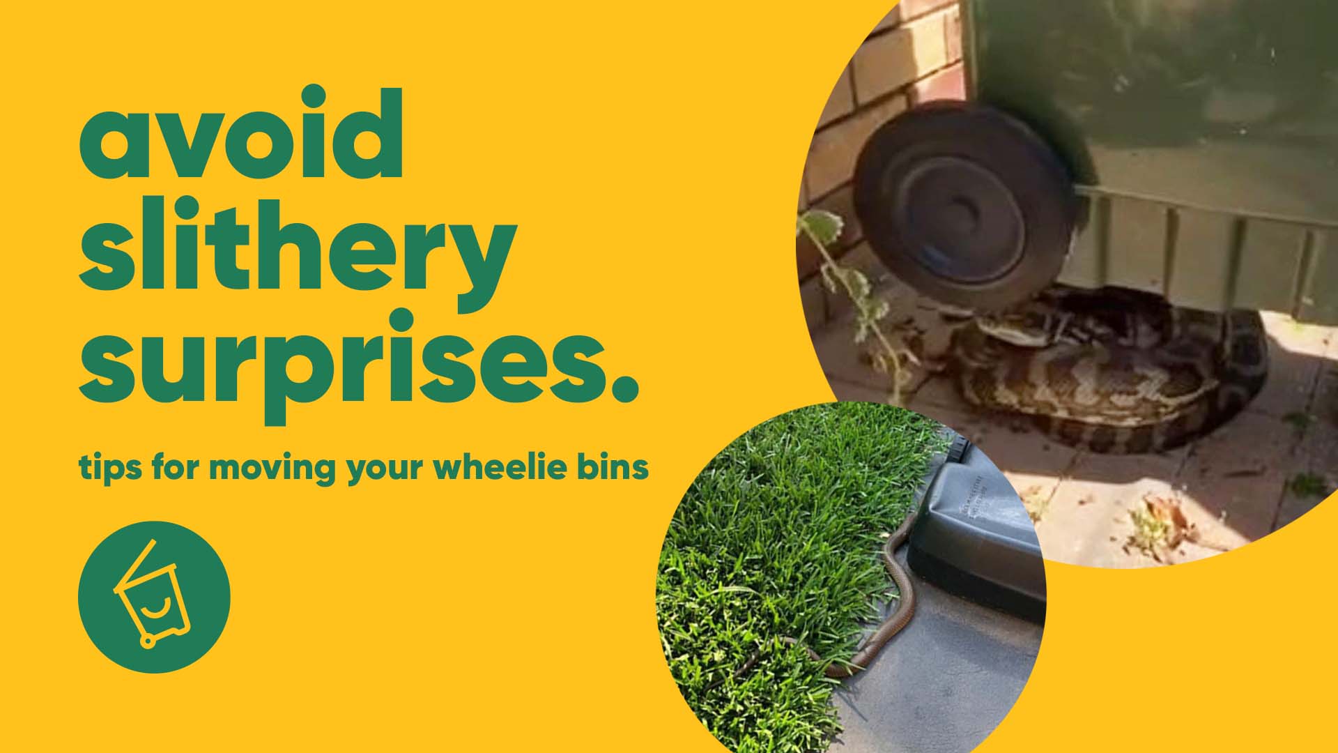 no scraps, no snakes, no screams!