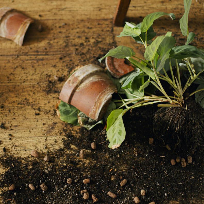 broken pot, plant