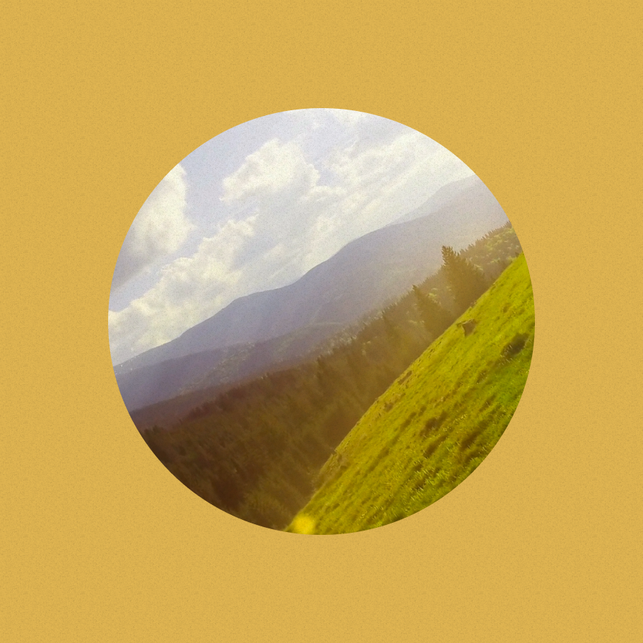 sunny meadow with trees