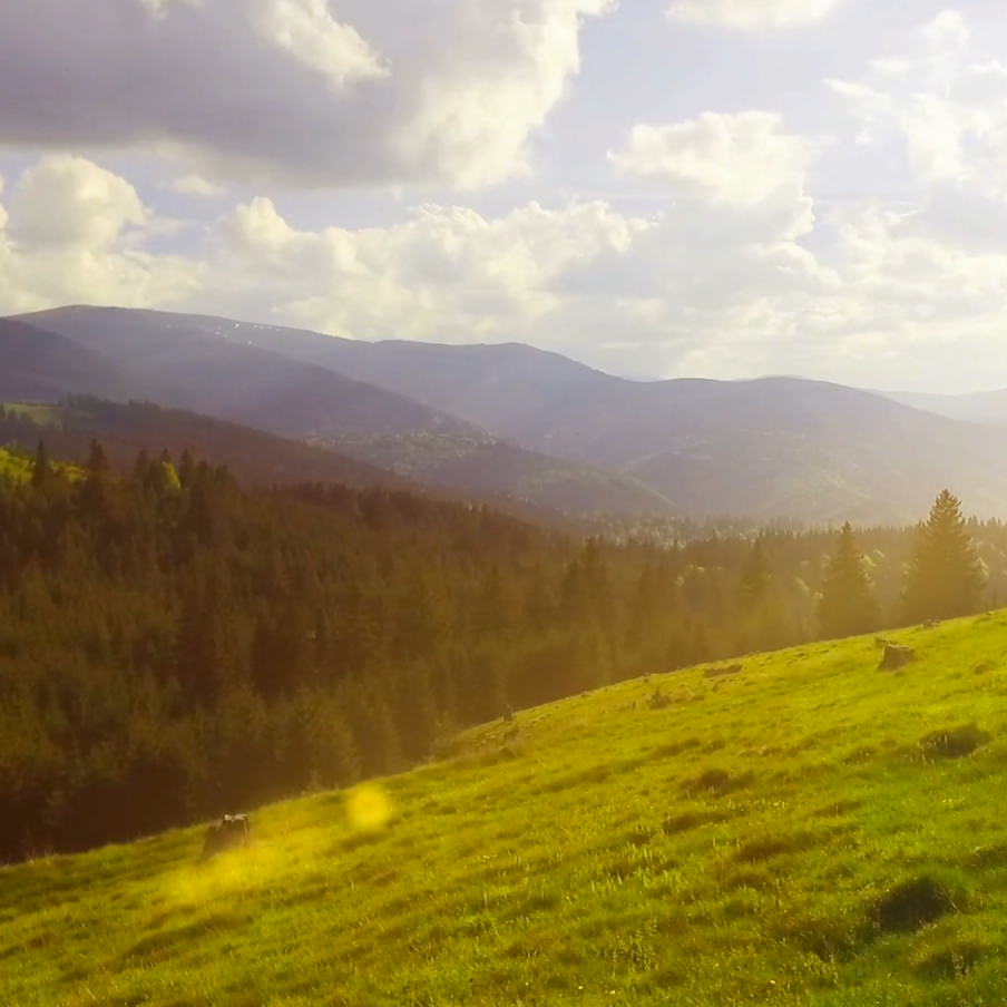 sunny meadow with trees