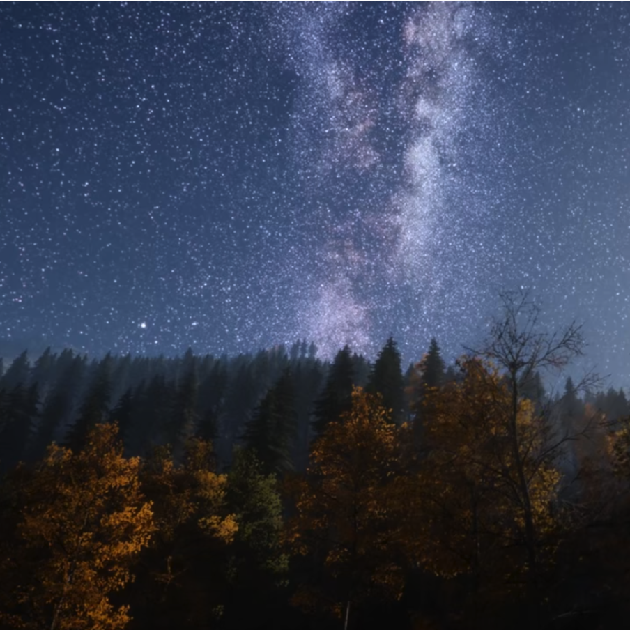 starry sky above trees