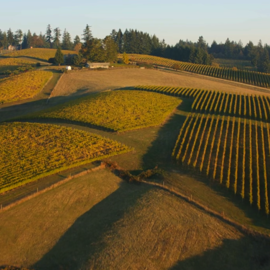 farm fields in golden hour